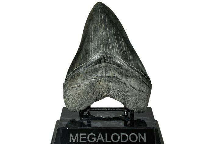 Fossil Megalodon Tooth - South Carolina #315447